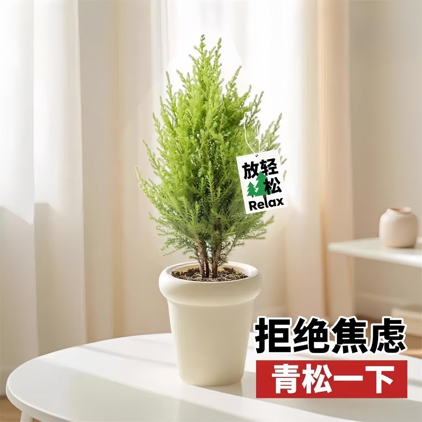 香冠柏小香松盆栽植物四季绿植阳台室内室外好养圣诞树宝塔松树苗,淘宝优惠券,粉丝福利购,淘宝优惠卷