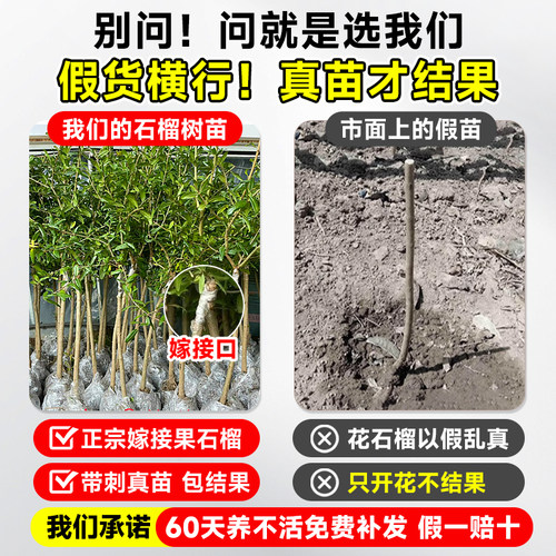 石榴树树苗突尼斯软籽无籽蒙阳红石榴盆栽庭院水果树特大带土果苗 - 图0