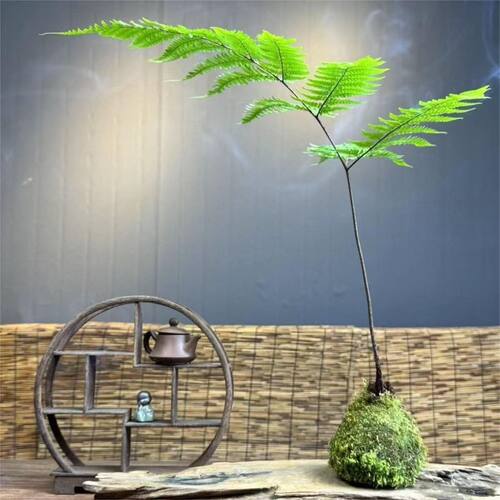 蕨类植物苔藓球红磷蕨绿植花卉净化空气美观休闲 - 图0