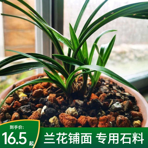 兰花专用铺面石料花盆养花的小石头白红火烧土颗粒火山石子金植料 - 图1