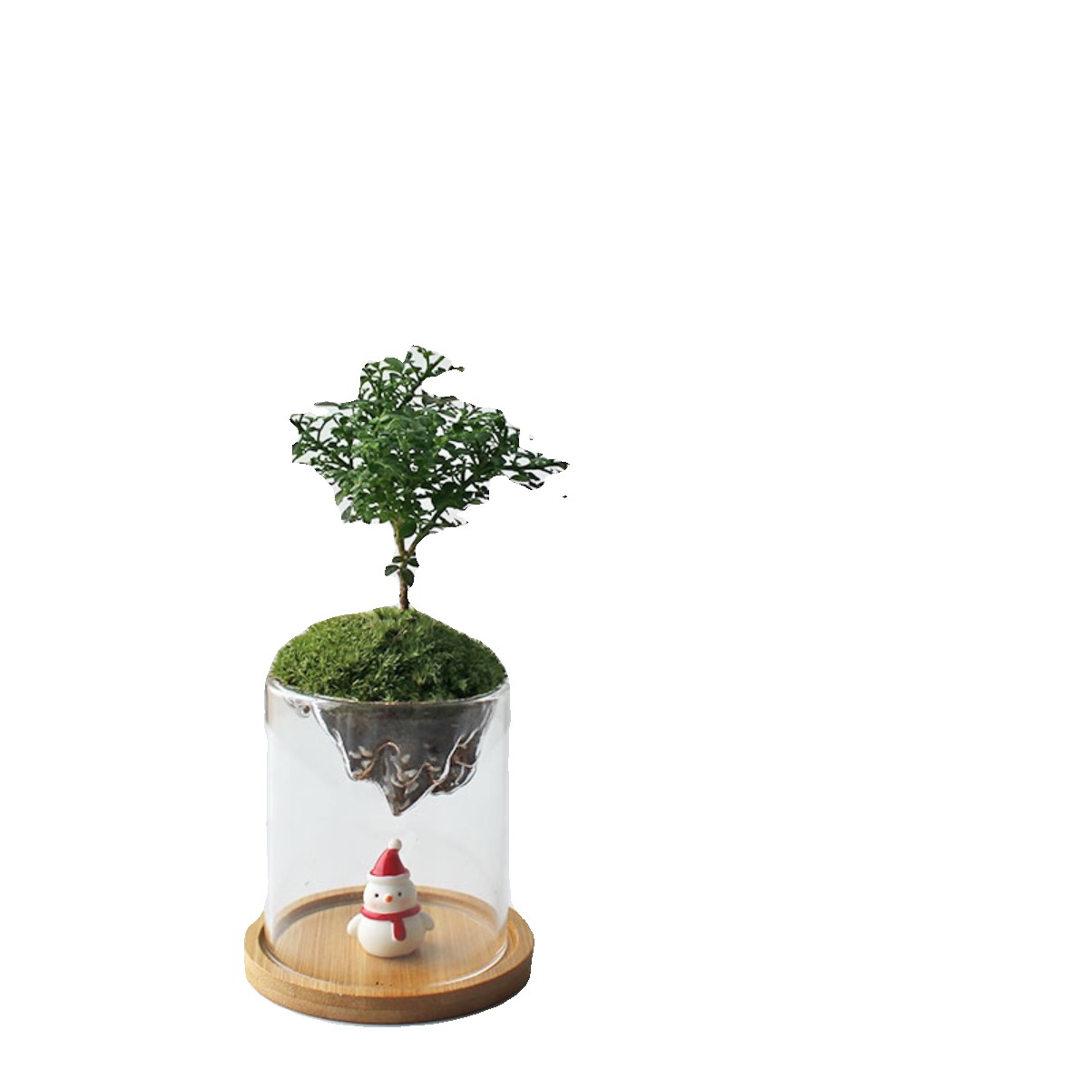 新年礼物 圣诞节礼物 九里香 苔藓微景观 室内绿植盆栽 创意礼物 - 图3