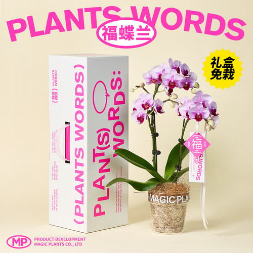 神奇植物蝴蝶兰盆栽带花苞花期长室内桌面乔迁生日送礼创意礼物 - 图0