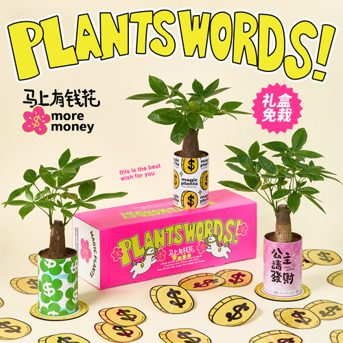 神奇植物情绪稳定发财树盆栽室内桌面工位好养绿植生日乔迁礼物 - 图0