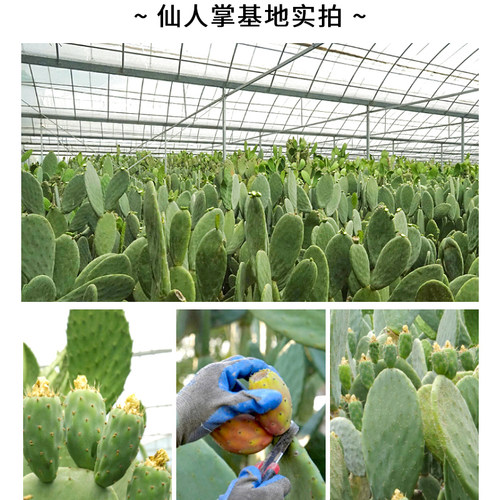 仙人掌部落 墨西哥米邦塔食用仙人掌  可以吃的梨果仙人掌嫩片 - 图0