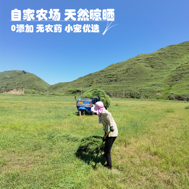 新一级晒干提摩西草兔子草豚鼠龙猫粮食饲料牧草兔粮磨牙岷县北提 - 图1