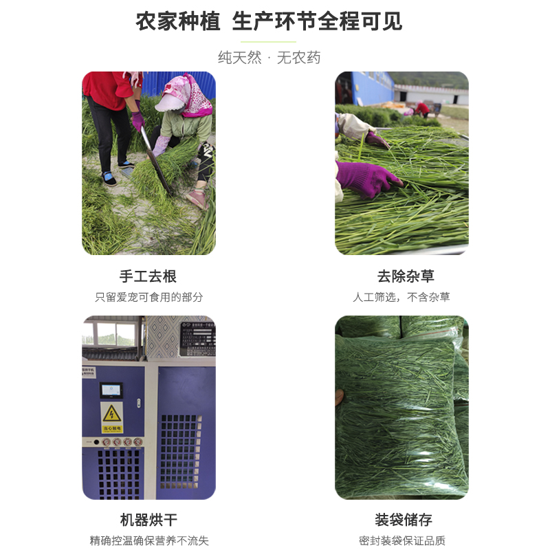 新23年烘干提摩西草精品北提干草兔子粮兔饲料荷兰猪龙猫牧草500g - 图1