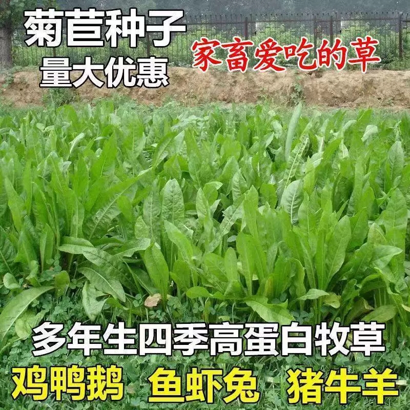 大叶菊苣种籽多年生喂猪菜种子牛羊鱼鸡鸭鹅爱吃的牧草种子兔子草-图0