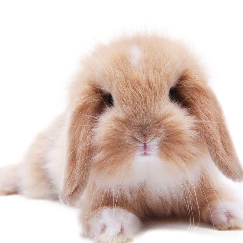 物宠兔子活物荷兰垂耳兔活体侏儒兔盖猫猫兔迷脸你兔宝宝