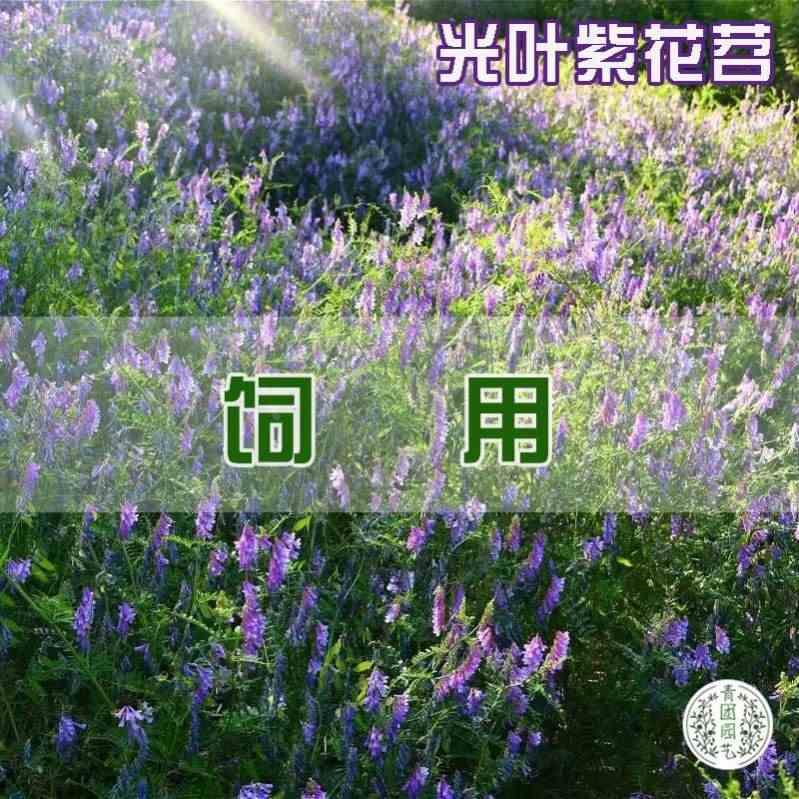 毛苕种子长柔毛野豌豆种籽箭舌豌豆种毛叶光叶紫花苕子毛苕子绿肥 - 图1