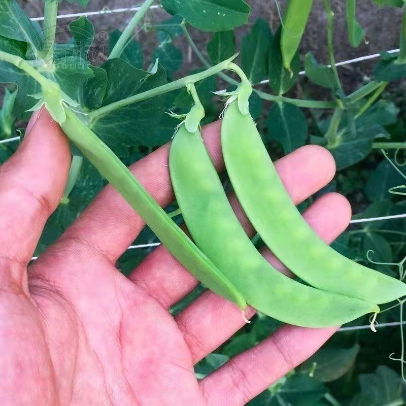 甜脆双花双荚荷兰【】豆种子高产耐寒农家自种春秋冬季豆角菜种子 - 图2