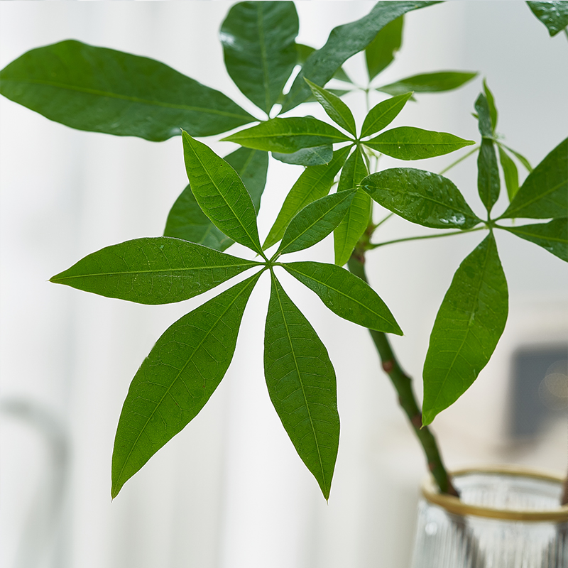 发财树水培植物室内盆栽办公室水养四季常青好养招财桌面花卉绿植