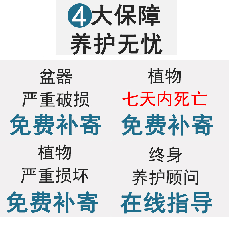 金边吊兰水培植物盆栽室内绿植花卉好养植物四季客厅净化空气花草 - 图3