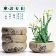 水仙花球根 新人首单立减十元 21年8月 淘宝海外