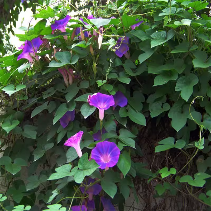 葛藤种爬山虎油麻藤牵牛花边坡绿化矿山复绿护坡爬藤植物灌木种籽 - 图2