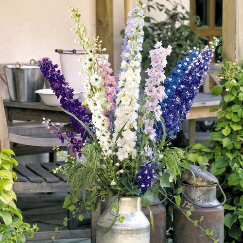 大花飞燕草种子多年生植物宿根花籽庭院耐寒花卉花种籽孑易活易种 - 图0