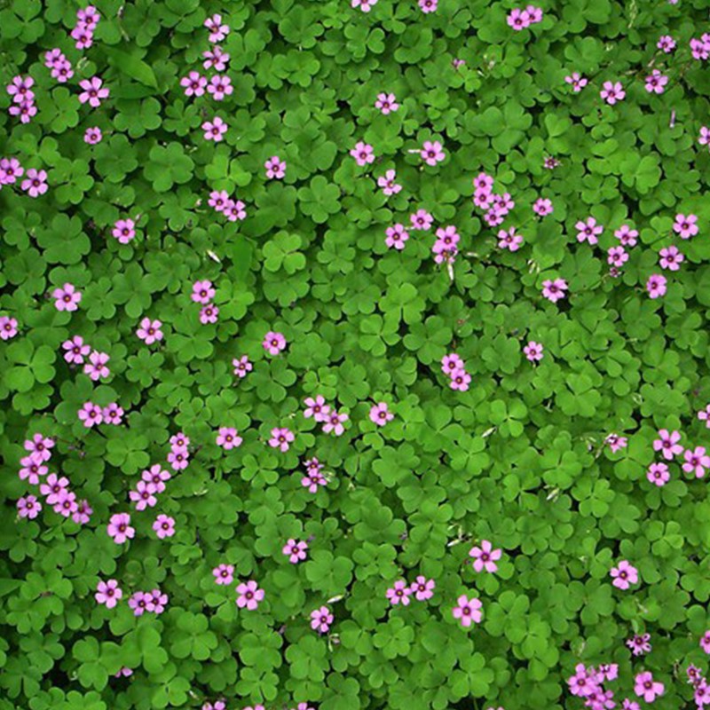 三叶草四叶草种子幸运草植物四季好种易活园林绿化庭院花草坪种籽 - 图3