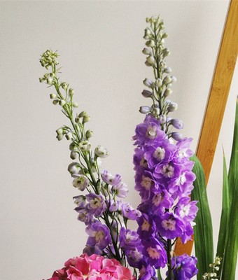 大花飞燕草种子多年生植物宿根花籽庭院耐寒花卉花种籽孑易活易种 - 图2