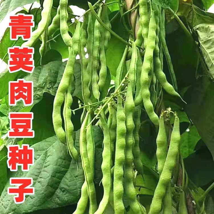 四季豆种子好又多青荚肉架豆菜豆角种籽四川春秋季农家田园蔬菜孑 - 图1