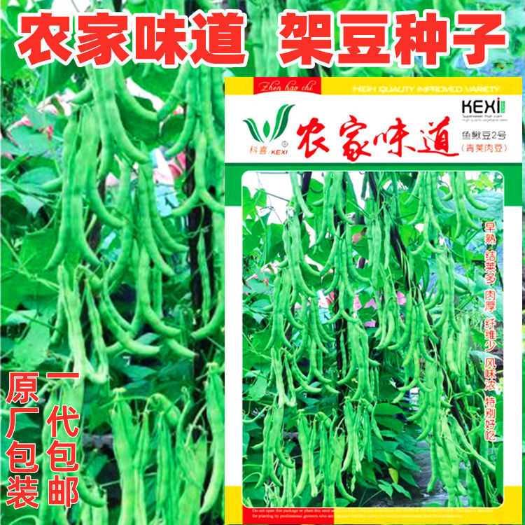 四季豆种子好又多青荚肉架豆菜豆角种籽四川春秋季农家田园蔬菜孑 - 图3