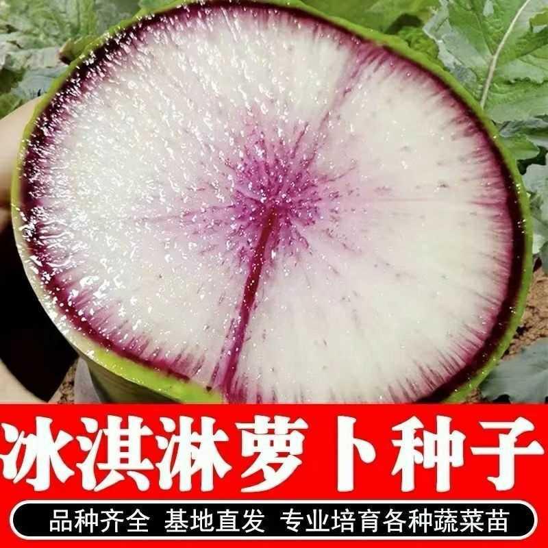 冰淇淋甜脆萝卜种子超甜可生吃水果萝卜菜籽紫皮红心萝卜蔬菜菜种 - 图1