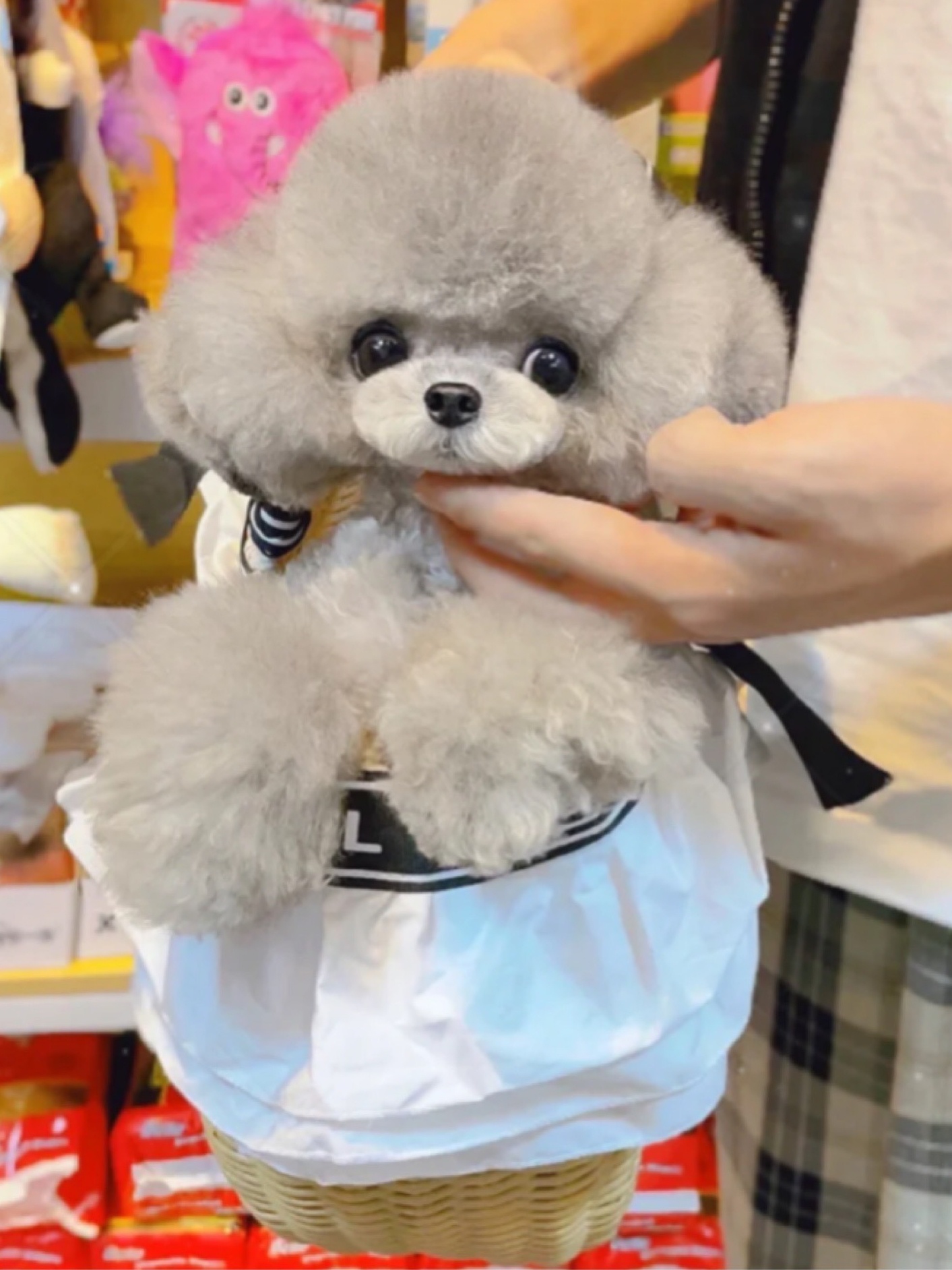 纯种灰色泰迪犬宠物狗狗幼犬长不大不掉毛立耳茶杯泰迪幼崽可爱