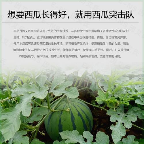 因艾氏西瓜突击队西瓜甜瓜哈密瓜香瓜专用防炭疽枯萎微生物制剂