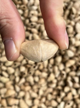 【夹竹桃】印尼天然配件原生果壳打磨抛光天然纹理已果壳风铃