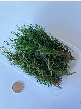 永生千层金松柏尤加利叶香薰滴胶蒲团干花真花叶子树枝配材装饰