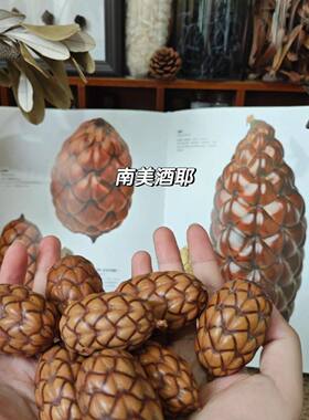 南美酒椰果进口干花家居装饰