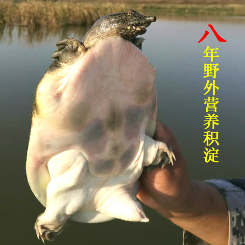 3斤外塘大甲鱼活物体鲜活食用新鲜中华公老鳖王八水团鱼青黄背 - 图1
