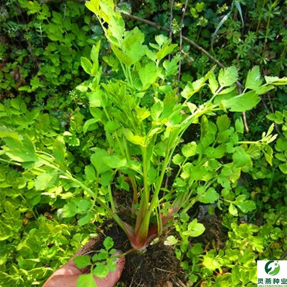 湖南野生水芹菜种苗种子阳台易种包邮现采现发野菜种子野芹菜种籽