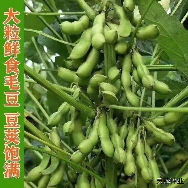 矮生大荚早熟青毛豆种子青皮黄豆高产绿宝石青绿大菜豆籽早熟 - 图0