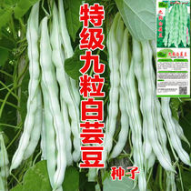 New generation of high-yield white and not old Brits seeds Old to come with less bean pods Nine Grain White Cowpea Family Small Homes Grow Vegetables