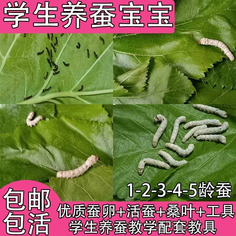 蚕卵蚕种 新人首单立减十元 21年8月 淘宝海外