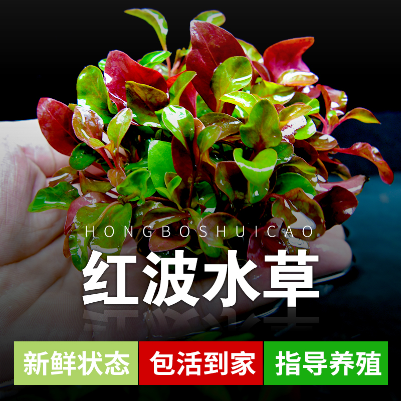 鱼缸新手水草造景套餐懒人入门定植阴性淡水植物红波绿波 无需CO2