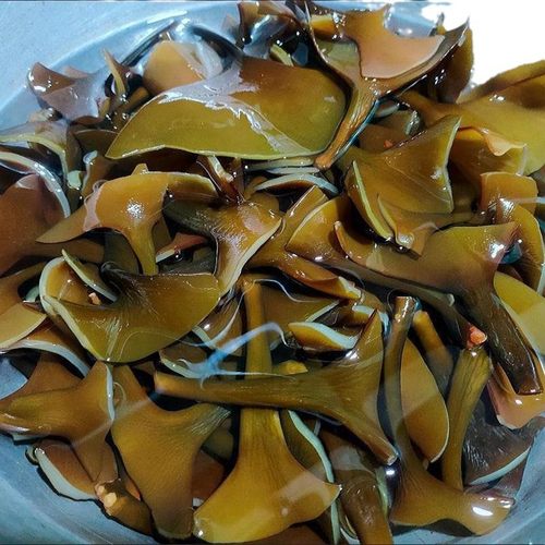 正宗霞浦海带头干货特级厚实软糯纯海带根麻辣烫火锅专用一级品质 - 图2