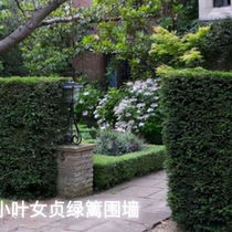 Small Leaf Female Virginity Saplings All Season Evergreen Potted Courtyard Villa Villa Community Green Fence Miao Road Greenery Resistant To Cold and Not Rocky
