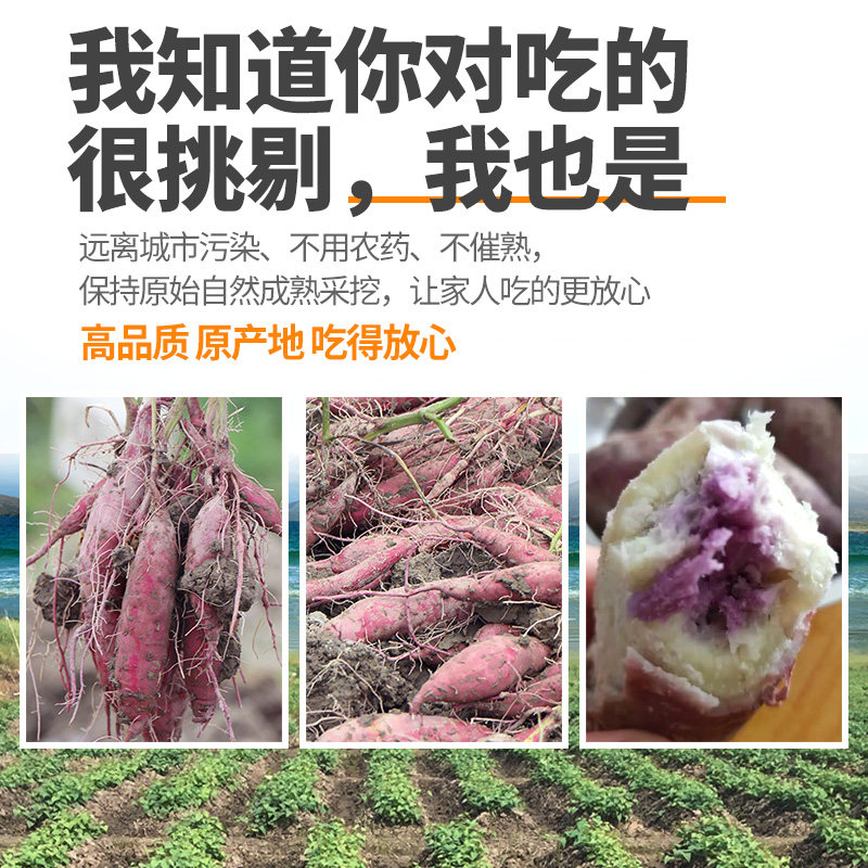 海南沙地新鲜冰淇淋5斤9板栗红薯 唱果歌生鲜番薯