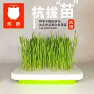 猫草种子包邮 新人首单立减十元 21年8月 淘宝海外