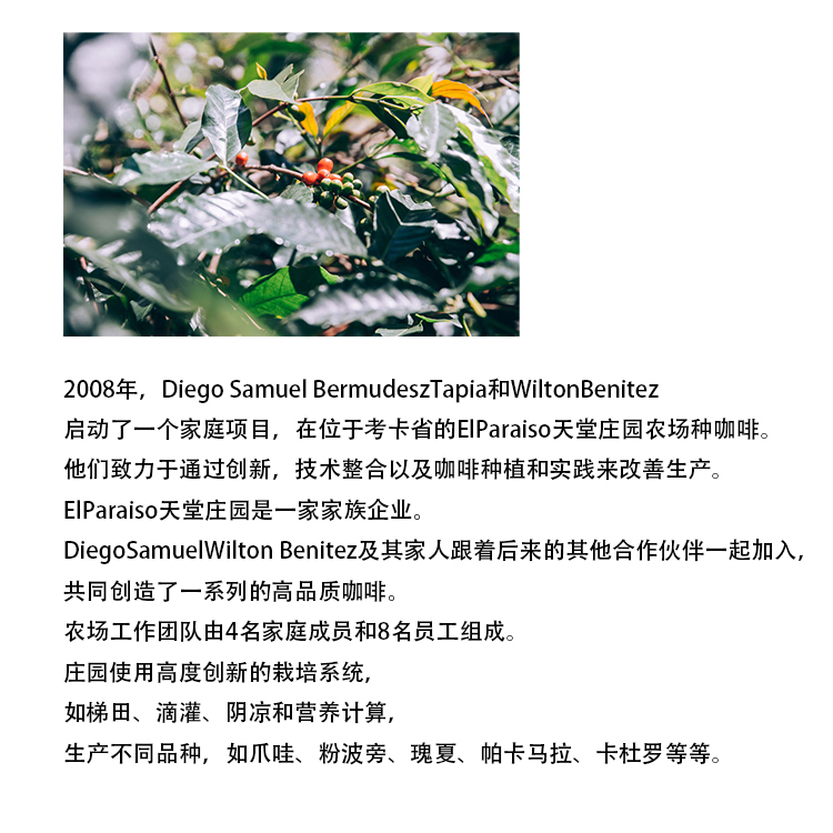 哥伦比亚天堂92庄园草莓乳酪Strawberry咖啡豆厌氧日晒 手冲单品