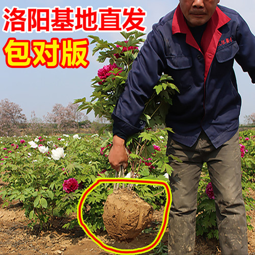 牡丹花苗带土球洛阳正宗重瓣盆栽老桩耐寒芍药庭院牡丹大苗花树苗 - 图0