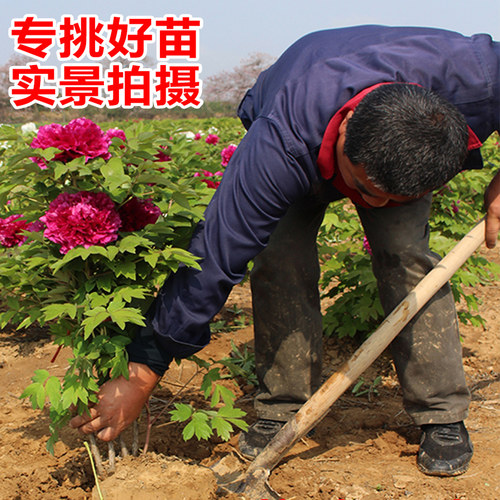 牡丹花苗盆栽洛阳正宗大苗花种老桩庭院花卉重瓣室内外牡丹花树苗 - 图1