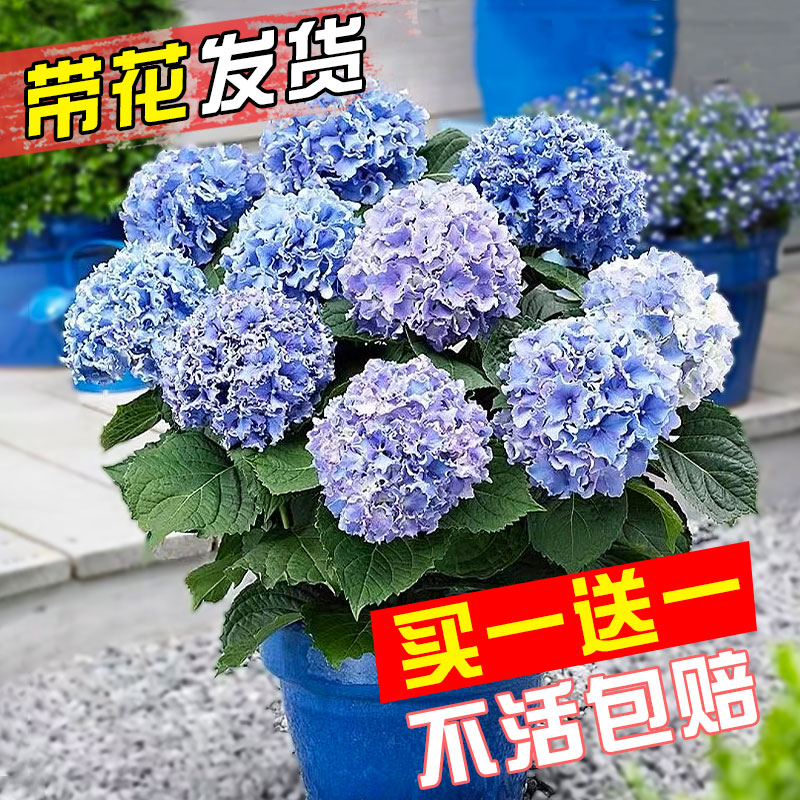 绣球花苗盆栽带花无尽夏大花花卉植物室内花阳台四季开花好养易活 - 图1