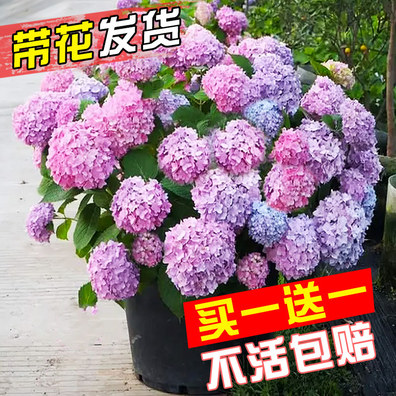 绣球花苗盆栽带花无尽夏大花花卉植物室内花阳台四季开花好养易活 - 图0