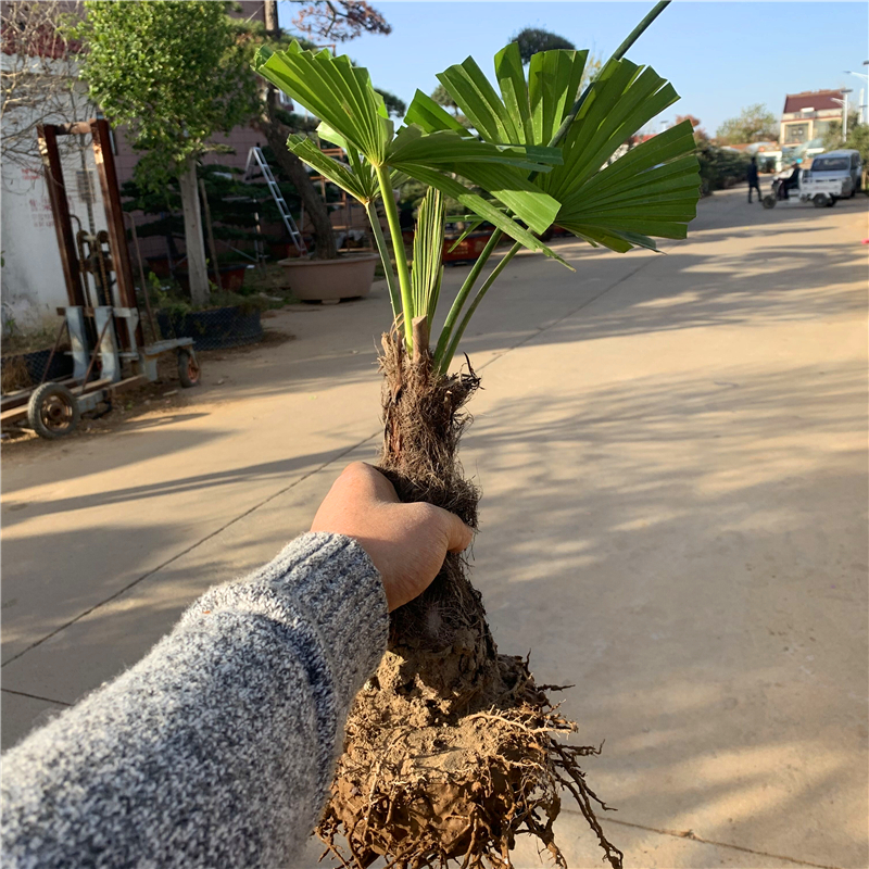 棕榈树苗别墅庭院大型耐寒四季常青绿化风景植物扇子树热带棕树苗 - 图0