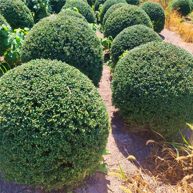 龟甲冬青球树苗别墅庭院耐寒四季常青绿化风景树球型花镜植物小苗 - 图2