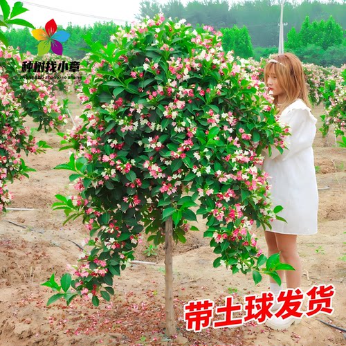 五彩锦带花树苗盆栽锦带小苗庭院大型耐寒风景树高杆五彩锦带树苗 - 图3