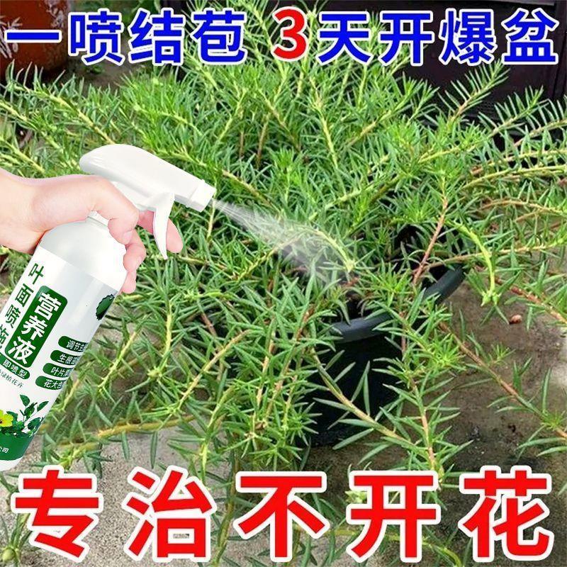 花草营养液通用向日葵营养液促开花延花期壮茎防黄叶掉植物活力素 - 图1