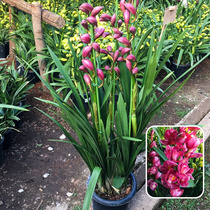 The Bud of the Year of the Year of the Year of the Year of the Year of the Year of the Flowers of the Miao Lan Lan Flower Flower Flower Flower Spring Year indoor guest flowers Lan Flowers Flowers in the Green Room Resistant Flowers