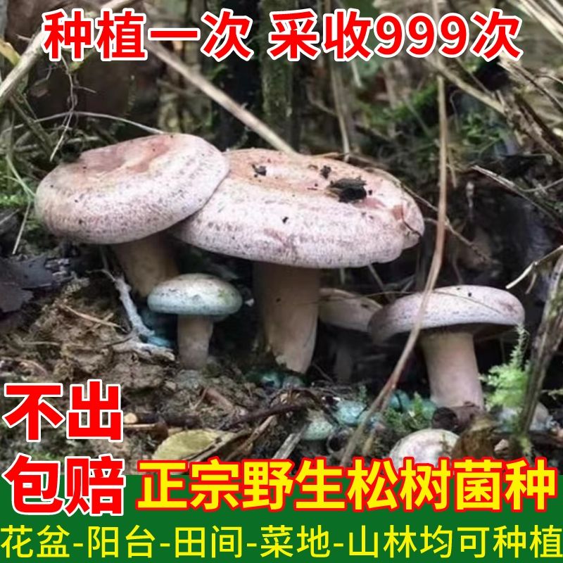 野生乌纵菌黄纵菌人工栽培黄枞菌 松菌 松纵菌人工种植菌种 - 图1